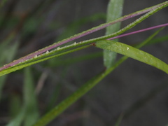 Paspalum conjugatum