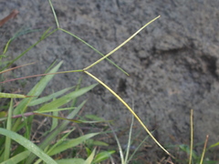 Paspalum conjugatum