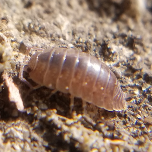 Swift Woodlouse