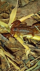 Bothriurus