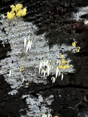 Mucronella fusiformis