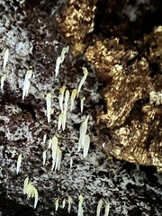 Mucronella fusiformis