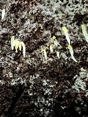Mucronella fusiformis
