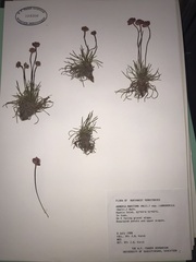 Armeria maritima sibirica