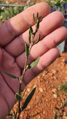 Polygonum equisetiforme