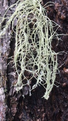 Alectoria sarmentosa