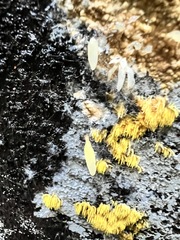 Mucronella fusiformis