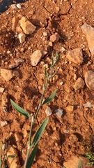 Polygonum equisetiforme