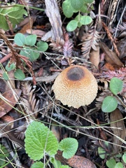 Lepiota castaneidisca