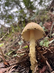 Lepiota castaneidisca