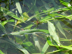Dolomedes horishanus