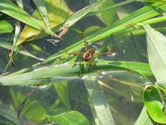 Dolomedes horishanus