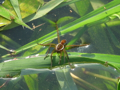 Dolomedes horishanus
