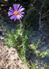 Olearia ciliata