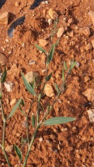 Polygonum equisetiforme