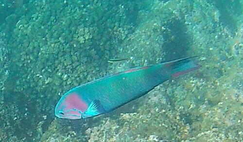 Sunset wrasse (Thalassoma grammaticum) — Labridae — 5