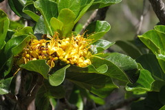Deplanchea tetraphylla