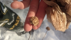 Monarda fistulosa