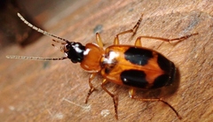 Badister neopulchellus