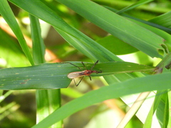 Euagoras plagiatus