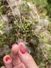 Clematis microphylla