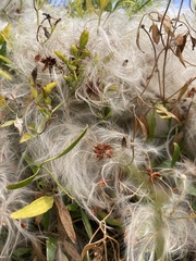 Clematis microphylla