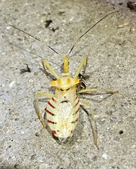 Ploeogaster