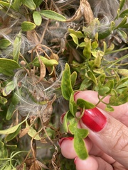 Clematis microphylla