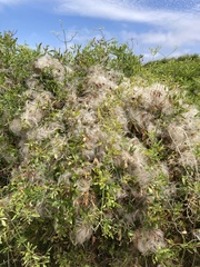 Clematis microphylla