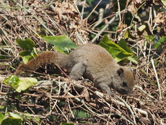 Callosciurus erythraeus styani