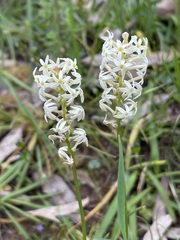 Stackhousia subterranea