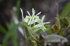 Epidendrum difforme
