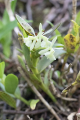 Epidendrum difforme