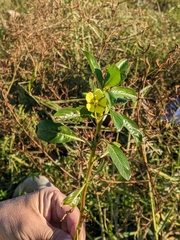 Ludwigia taiwanensis