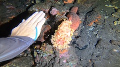Hexabranchus sanguineus