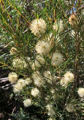Melaleuca uncinata