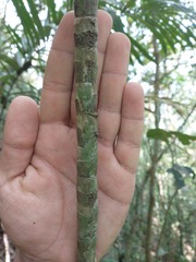 Bactris hatschbachii