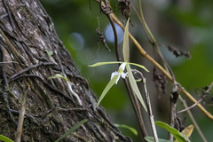 Epidendrum nocturnum