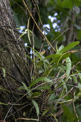Epidendrum nocturnum