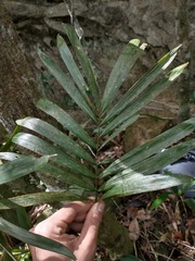 Bactris hatschbachii