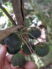 Bactris hatschbachii