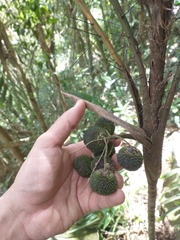 Bactris hatschbachii