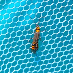 Chauliognathus sydneyanus