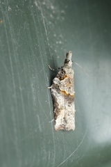 Harmologa amplexana