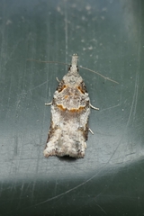 Harmologa amplexana