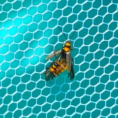 Chauliognathus sydneyanus