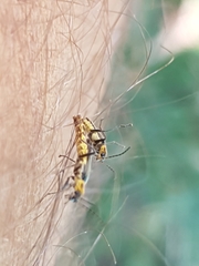 Chauliognathus sydneyanus