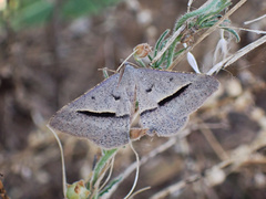 Isturgia penthearia