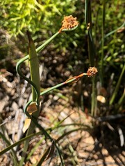 Lepidobolus drapetocoleus