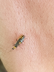 Chauliognathus sydneyanus